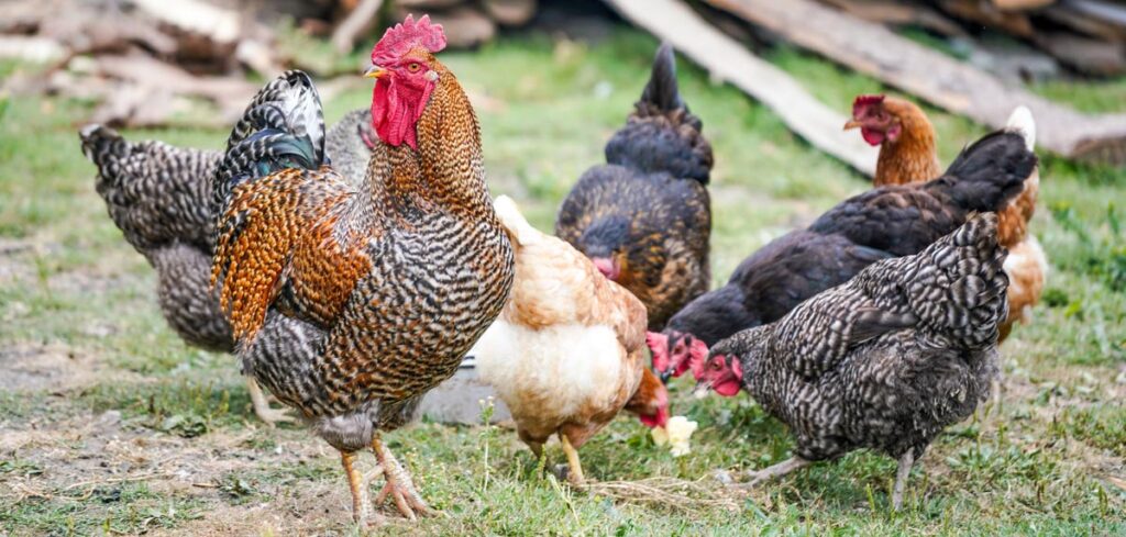 start a poultry business