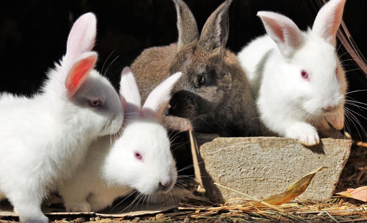 start a rabbit farming business