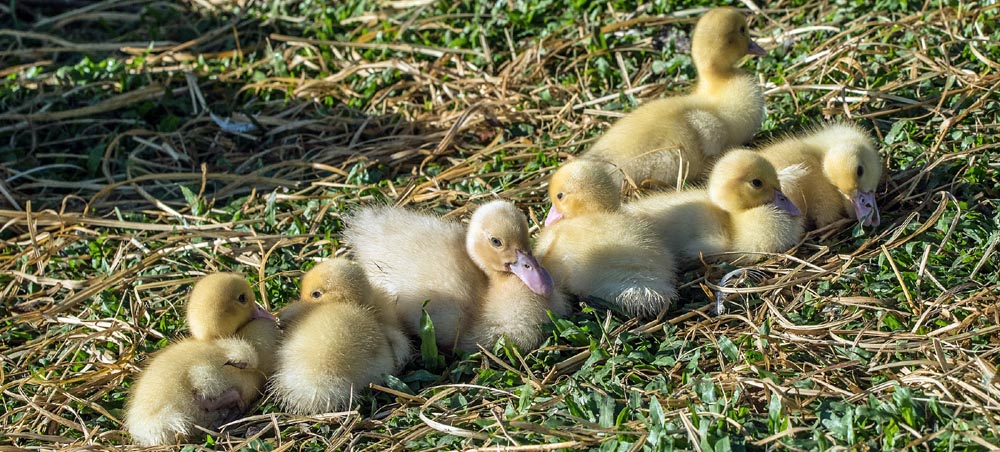 duck rearing as a profitable livestock idea