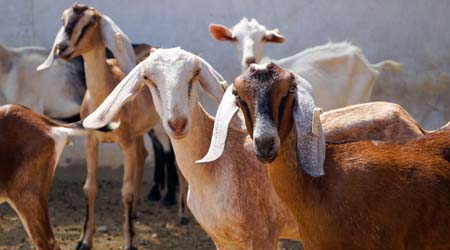 profitable livestock business ideas