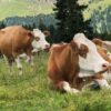 profitable livestock business ideas
