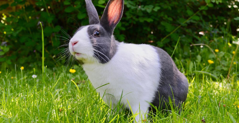 rabbit rearing as a livestock idea