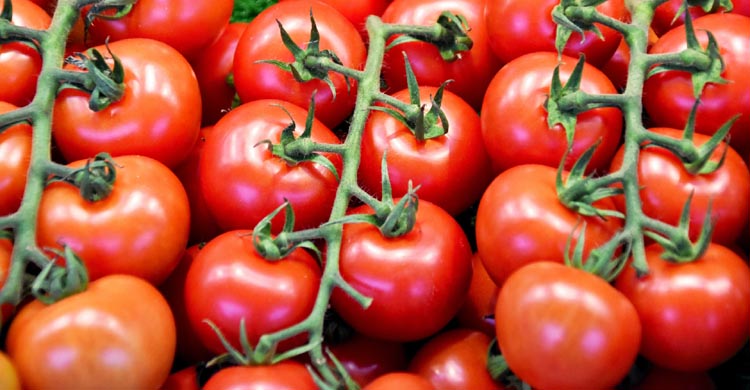 tomato growing as a profitable gardening business