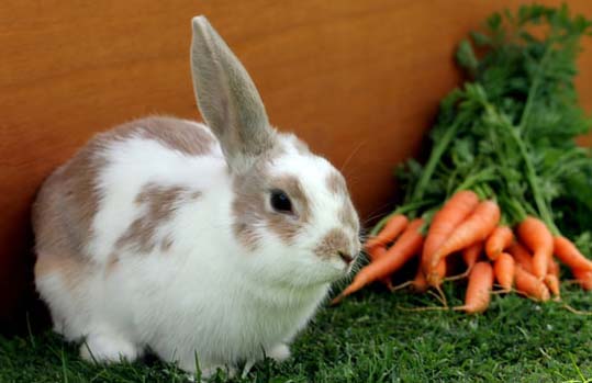 start a rabbit farming business  