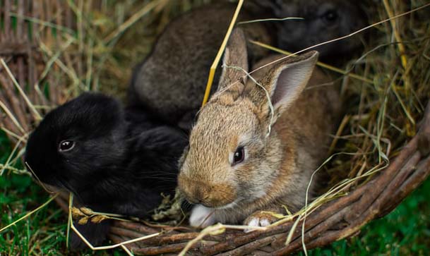 start a rabbit farming business