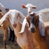 goat rearing business