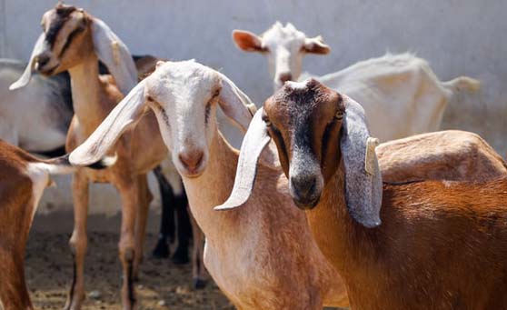 goat rearing business