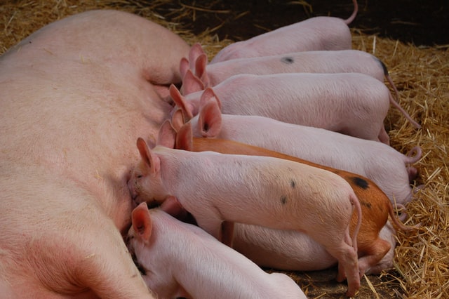 start a pig farming business