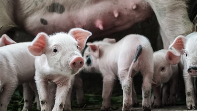 start a pig farming business